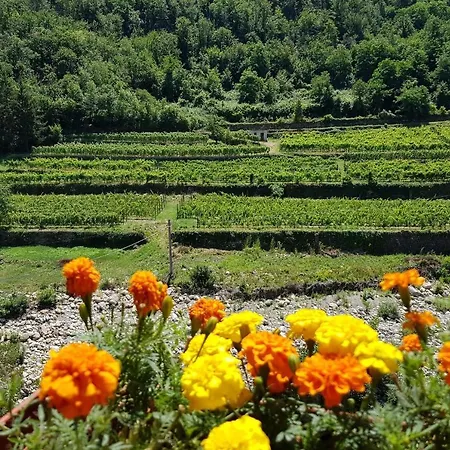 Gelsomino Among Vineyard - Happy Apartman